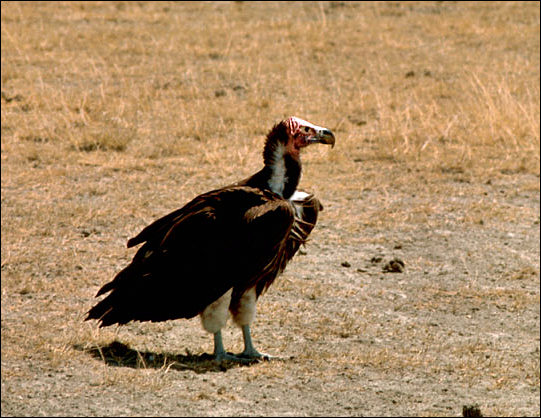 Nubian vulture