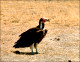 thumbnail of a Tanzanian Nubian vulture