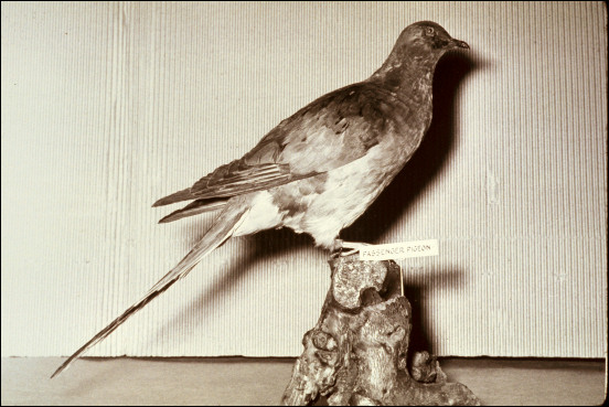 Mounted Passenger Pigeon