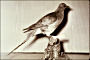 thumbnail of a passenger pigeon taxidermic mount