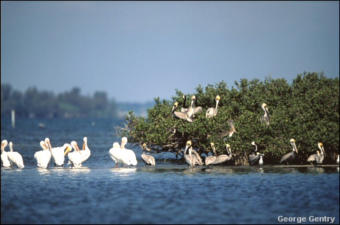 American and Brown pelicans