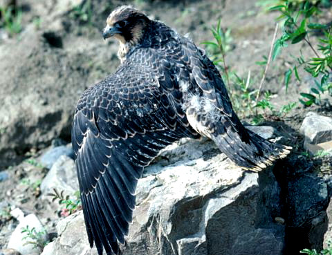 Juvenile Peregrine Falcon