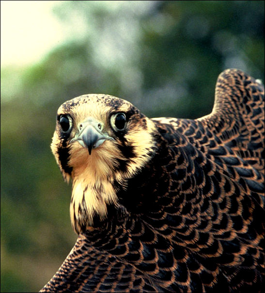 Peregrine falcon