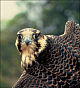 thumbnail of peregrine falcon