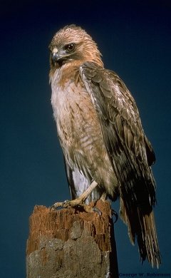 Red-tailed Hawk