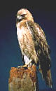 thumbnail of red-tailed hawk