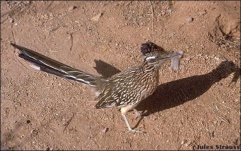 Greater Roadrunner photo