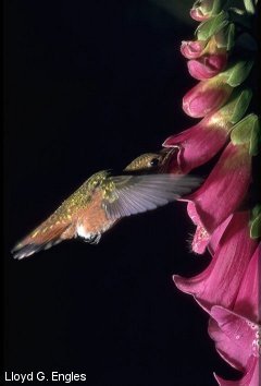 Rufus hummingbird