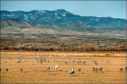 Sandhill and Whooping cranes
