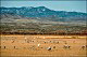 thumbnail of sandhill cranes at Bosque del Apache