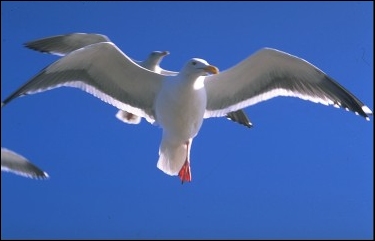 seagulls in flight