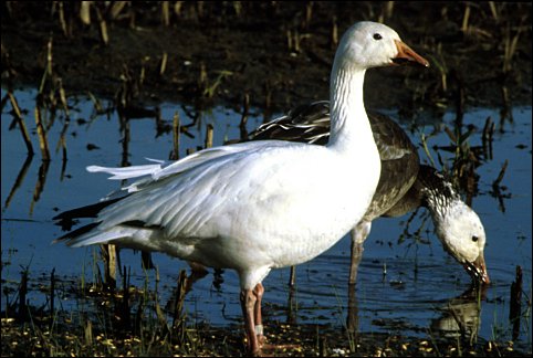 Snow Goose