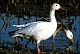 thumbnail of snow geese