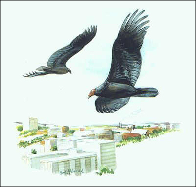 painting of Turkey and Black vultures soaring
