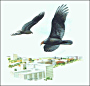 thumbnail of drawing: vultures soaring