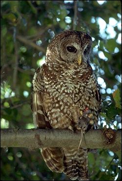 spotted owl