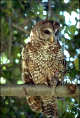 thumbnail of spotted owl