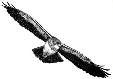 drawing of Swainson's Hawk