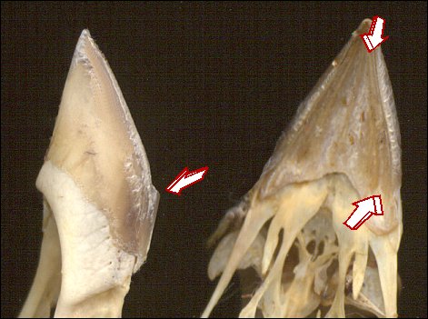 upper and lower beaks