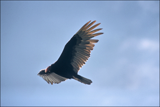 soaring turkey vulture