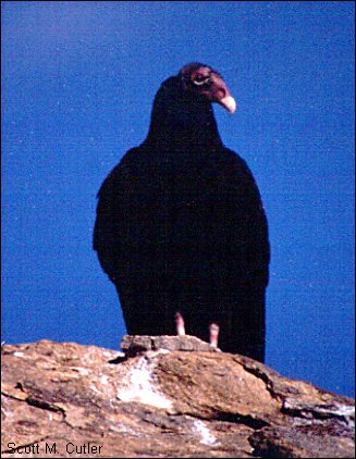 Turkey Vulture