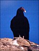 thumbnail of turkey vulture