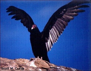 Turkey Vulture Photo