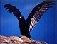 thumbnail of a turkey vulture