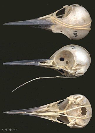 Woodpecker skull showing tongue arrangement