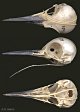 thumbnail of three views of a woodpecker skull