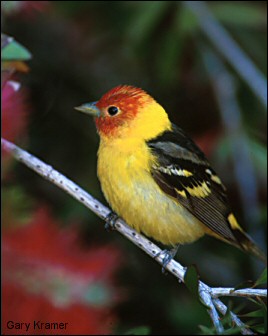 Male Western Tanager