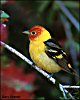 thumbnail of male western tanager