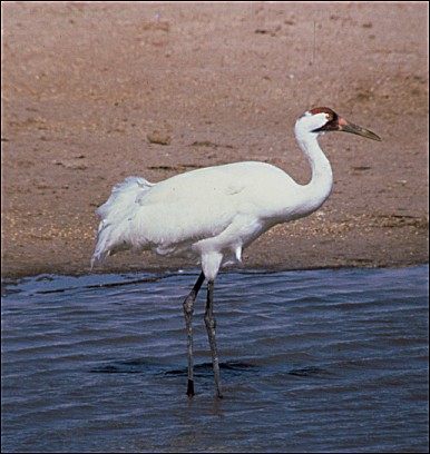 Whooping Crane