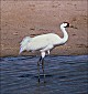 thumbnail of a whooping crane