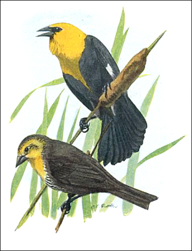 Yellow-headed Blackbirds