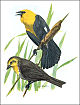 thumbnail of yellow-headed blackbird