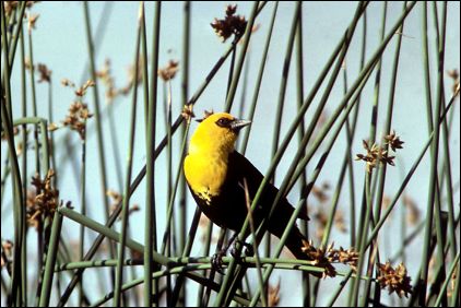 Yellow-headed Blackbird