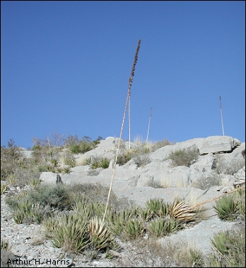 Blue sky over the Franklin Mountains