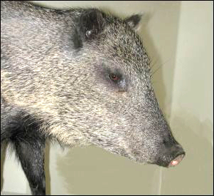 Javelina Mount