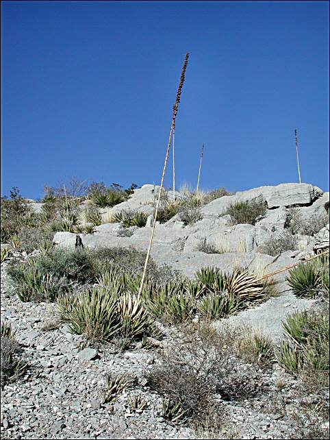 Limestone in the Franklin Mts.