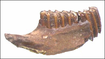 fossil meadow vole jaw