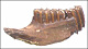 thumbnail of fossil vole jaw