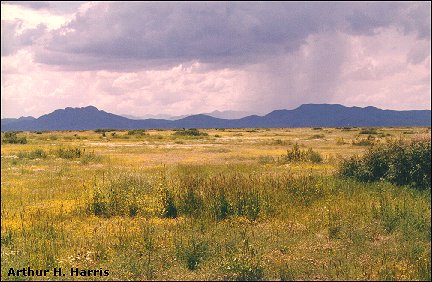 desert rain