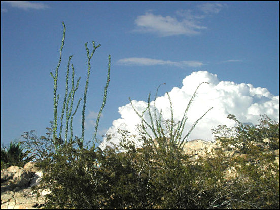 Building thunderstorm clouds