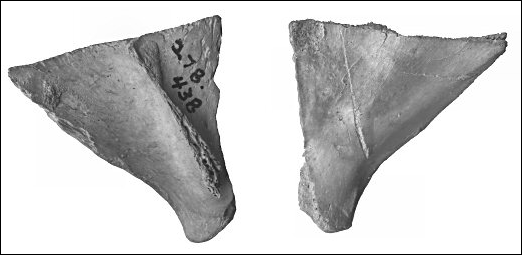 dorsal and ventral views of butchered cat scapula