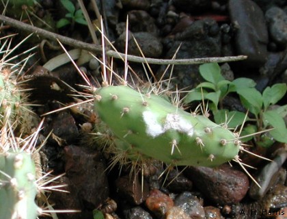 Prickly pear with cochineal insects with the which patches