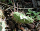 thumbnail of parasitized cactus