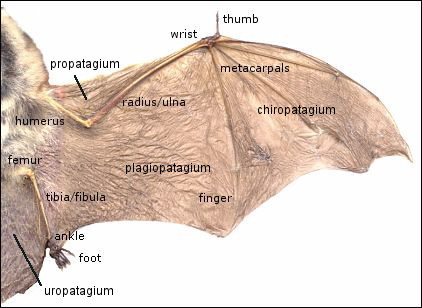 Labeled bat wing and tail region