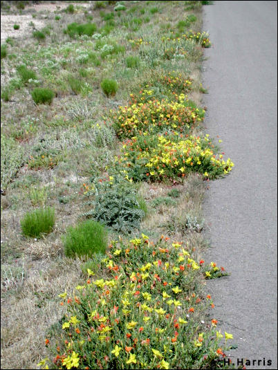 yellow roadsidem, aka Calylophus