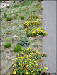 thumbnail of roadside flowers